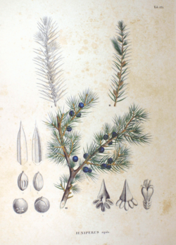  Juniperus rigida