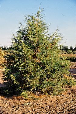  Juniperus scopulorum