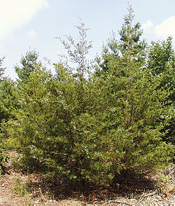  Juniperus virginiana