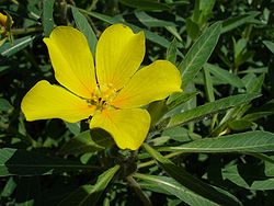  Ludwigia grandiflora, la jussie à grandes fleurs