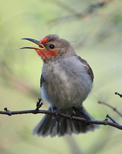  Jeune mâle Myzomela erythrocephala