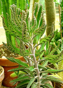  Bryophyllum daigremontianum