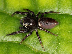  Metaphidippus manni