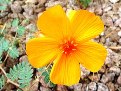  Kallstroemia grandiflora