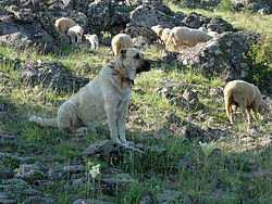 KangalTürkiyede.jpg