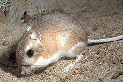 Rat kangourou d'Ord (Dipodomys ordii)
