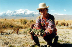  Katia Humala-Tasso récoltant desLepidium meyenii à Achacachi (Bolivie)
