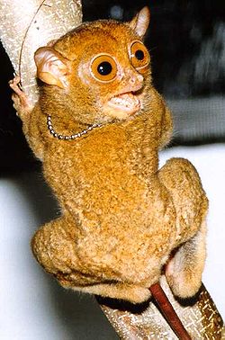  Tarsius bancanus