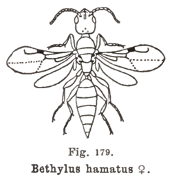  Bethylus hamatus