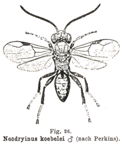  Neodryinus koebelei mâle