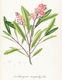  Kielmeyera angustifolia
