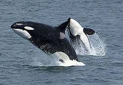  Orques sautant hors de l’eau