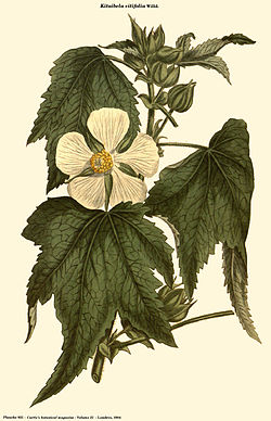  Kitaibela vitifolia