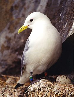  Mouette tridactyle (Rissa tridactyla)