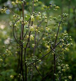  Thalictrum minus