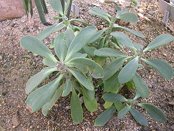  Kleinia amaniensis