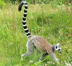  Lemur catta