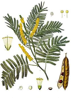  Acacia catechu