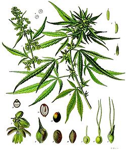  Cannabis sativa