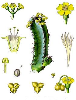 Euphorbia resinifera
