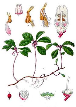  Gaultheria procumbens