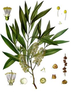  Melaleuca leucadendra