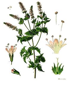  Mentha spicata var. crispata