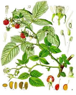  Rubus idaeus