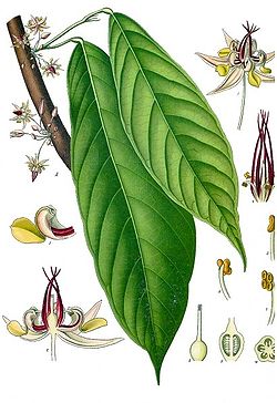  Theobroma cacao