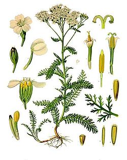  Achillea millefolium