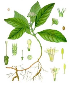  Ipécacuanha (Carapichea ipecacuanha)