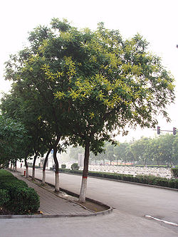  Koelreuteria paniculata