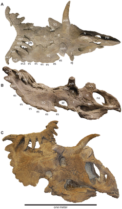  Sélection d’éléments de crânes de Kosmoceratops