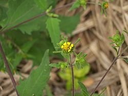  Sigesbeckias orientalis