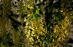  Inflorescences de Laburnum ×watereri