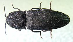  Lacon punctatus