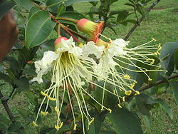  Feuillage et inflorescencesde Lafoensia pacari