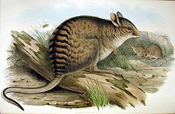Lièvre wallaby rayé (Lagostrophus fasciatus)