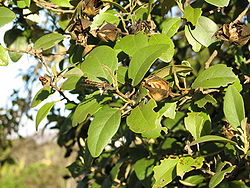 Feuilles et fruits de Lagunaria  patersonii