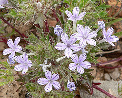  Langloisia setosissima