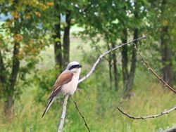  Pie-grièche écorcheur (Lanius collurio)