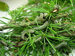  Fausses-chenilles de Pristiphora erichsonii