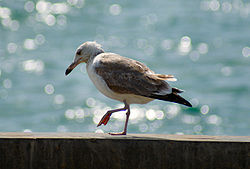  Goéland ichthyaète (Larus ichthyaetus)