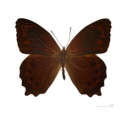  Lasiophila orbifera  - Muséum de Toulouse