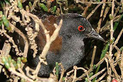  Râle noir (L. jamaicensis)