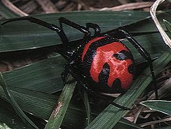  Latrodectus elegans femelle