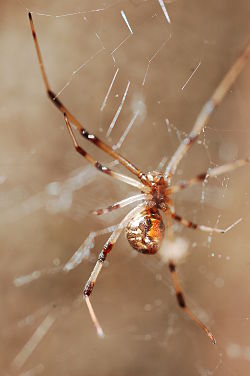  Latrodectus geometricus 