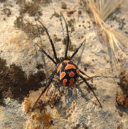  Latrodectus tredecimguttatus femelle