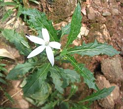  Laurentia longiflora