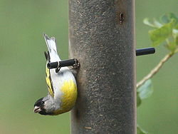  Carduelis lawrencei